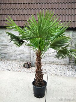 Mrazuvzdorne palmy - trachycarpus fortunei - 10