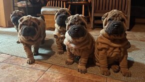 Šteniatka Sharpei, sarpej, sarpei - 10