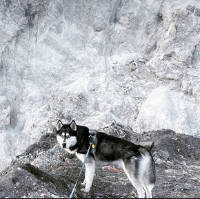 Predam šteniatka Sibírsky Husky - 10