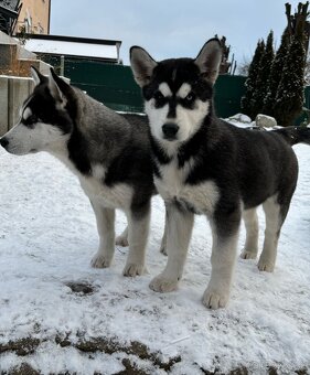 Predam šteniatka Sibírsky Husky - 10