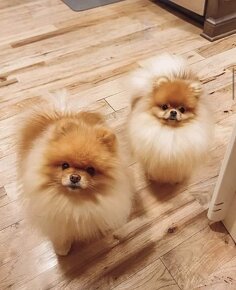 Pomeranian mini Boo - 10