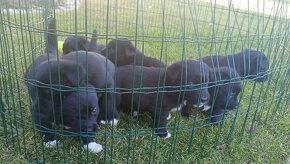 Predám šteniatka - krížence border kólie a stafforda - 10