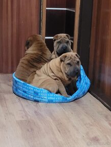 Shar-pei - 10