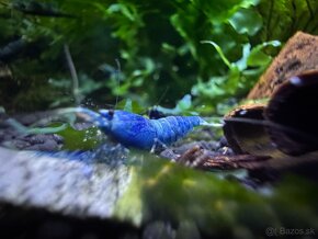 Caridina Black galaxy Fishbone - 10