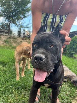 Cane Corso s PP - 10