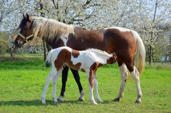 American Paint Horse PRIPÚŠŤANIE bay roan žrebcom - 10