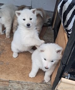 Šteniatka na predaj. Husky ×akita inu - 10