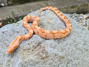 Veľhad Královský-Boa Constrictor mláďatá - 10