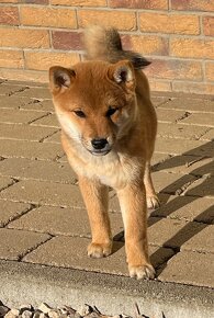 Shiba inu s PP. - 10