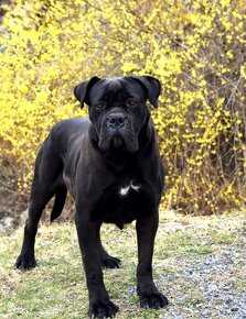 Cane Corso štěňátka s FCI PP - 10