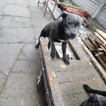 Stafordšírský bulteriér bullterrier cerna fenka - 10