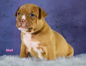 American bully Xl - 10