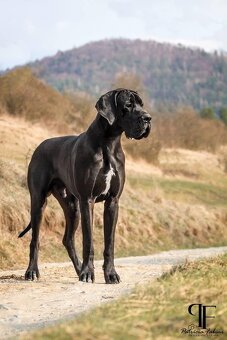 Nemecká doga s PP škvrnitá/harlekin - 10