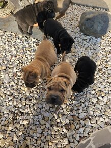 Shar-pei , šarpej,sharpej,sarpej,sarpei šteniatká - 10