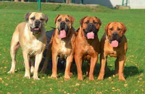 boerboel,  búrský buldok -jihoafrický mastif -feny - 10