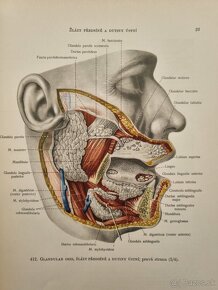 Atlas anatomie člověka II. a III. diel R.D.Sinělnikov - 10