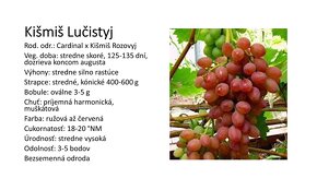 Predám sadenice viniča - rezistentné odrody - 10