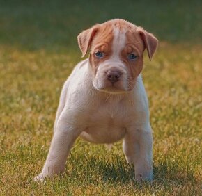 American bully xl, pitbull xxl - 10