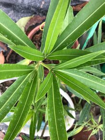 Predám OLEANDRE..OLEANDER - 10