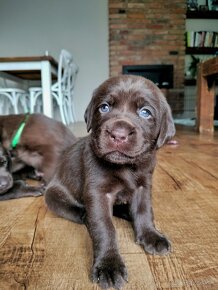 Šteniatka čokoládového labradora - 10