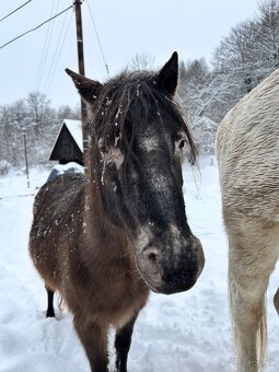 Pony kobylka - 10