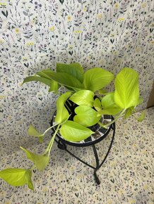 Epipremnum Golden Pothos - 10