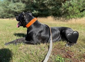 American Bandog s PP - 10