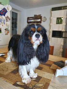 Cavalier King Charles Spaniel - 10