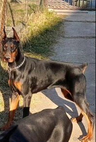 DOBERMAN ŠTENIATKA S FCI P.P. - 10