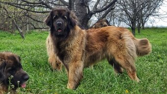 Leonberger s PP - 10