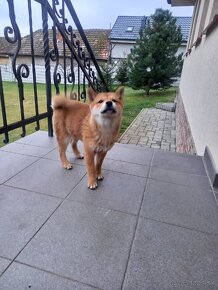 Shiba inu - 10