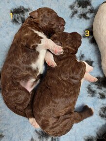 Lagotto Romagnolo s PP - 10