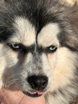 Pomsky / Pomeranian / Husky - 10