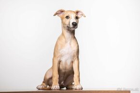 Whippet / vipet - 10