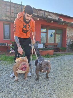 American Bully Pocket - 10