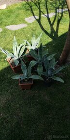 Kaktus AGAVE - 10