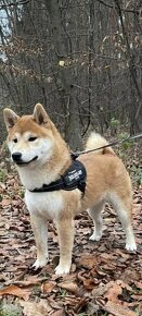 Shiba inu - 10