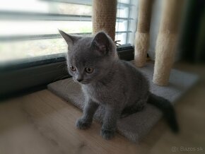 Britská modrá mačka - mačiatka k odberu - 10