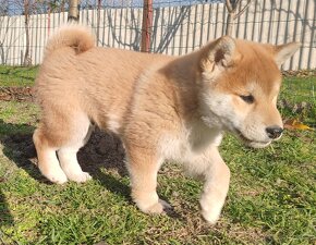 Shiba inu psýk s PP - 10