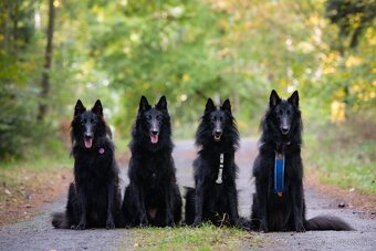 Belgický ovčák groenendael - 10