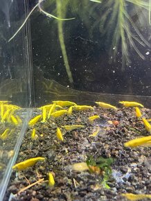 krevetky (Neocaridina) - 10