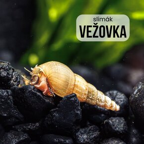 Slimáky Kotúľka Levatka Vežovka 10ks - 10