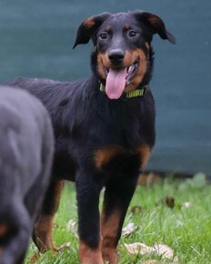 Beauceron s PP - 10