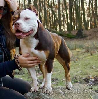 American bully s pp - 10