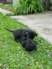 Predám šteniatka psíkov CANE CORSO - 10