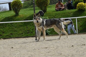 Československý vlčiak - šteniatka s PP - 10