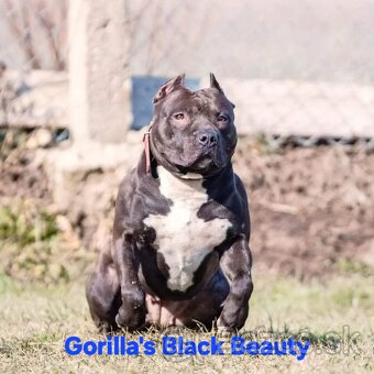 AMERICAN BULLY - 10