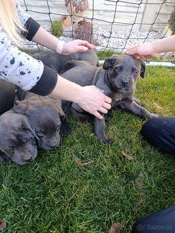 Cane corso modré šteniatka - 10