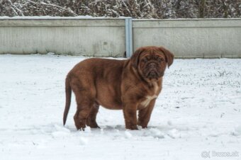 Bordeauxská doga, Dogue de Bordeaux, Bordo doga - 10