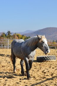 Žrebec na predaj - Percheron - 10